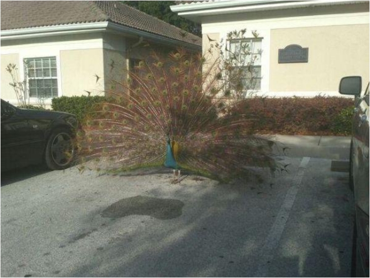 birds-being-aholes-20-photos-8