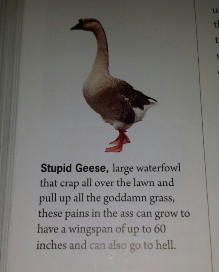 cbdf6332fbd832a4340f437aeaea534d