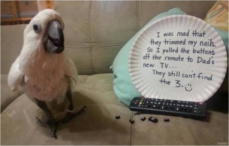 funny-funlol-wtf-birds-pics-images-photos-pictures-bajiroo-11-600x383