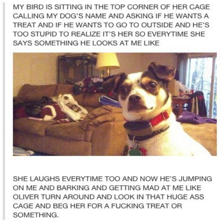 funny-funlol-wtf-birds-pics-images-photos-pictures-bajiroo-3