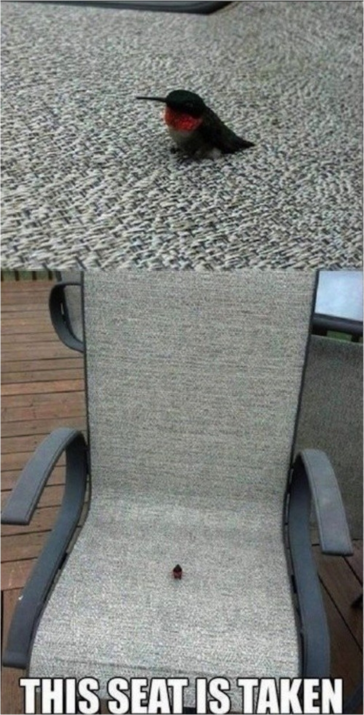 funny-funlol-wtf-birds-pics-images-photos-pictures-bajiroo-6