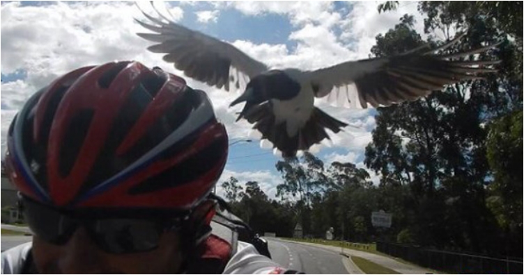 funny-hilarious-pictures-when-birds-suddenly-attack-people-pic-pictures-images-photos-4