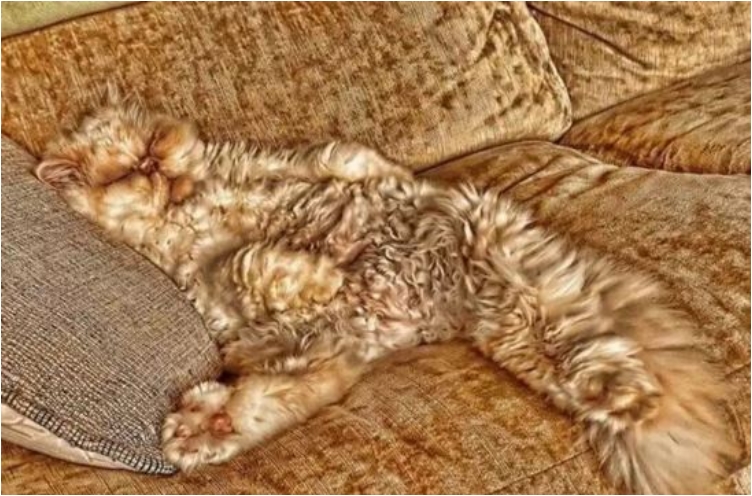 EMGNblendedanimals13