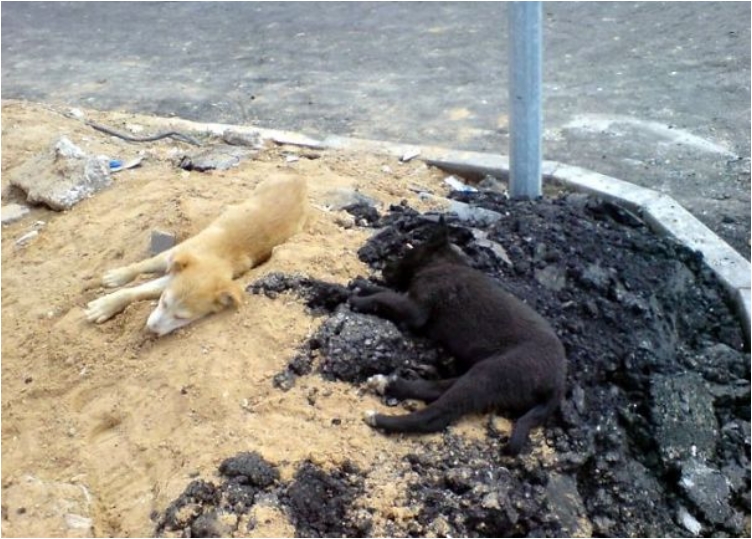 The-Best-Animal-Camouflage-Pics1__605