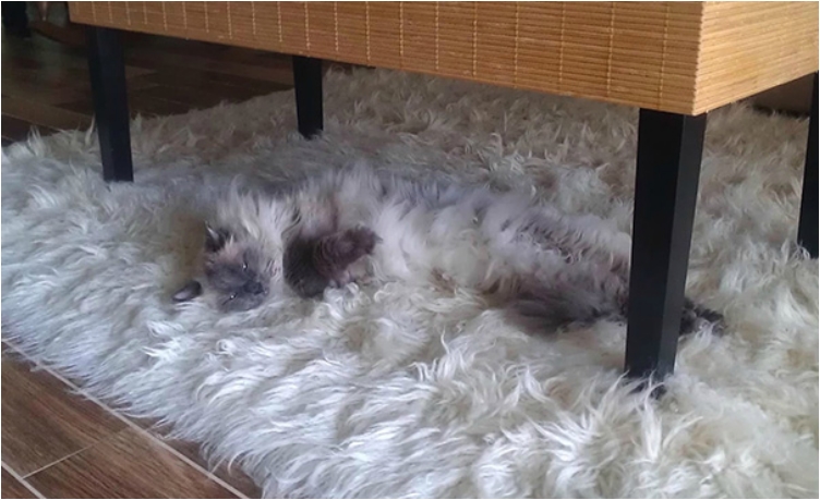 camouflage-animals-pets-funny-102__605