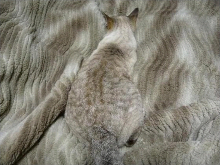 camouflage-animals-pets-funny-103__605