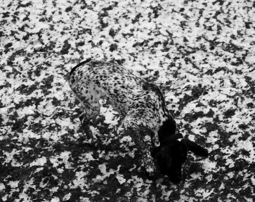 camouflage-animals-pets-funny-23__700