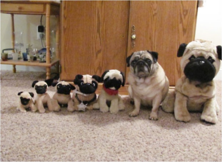 camouflage-animals-pets-funny-4__605