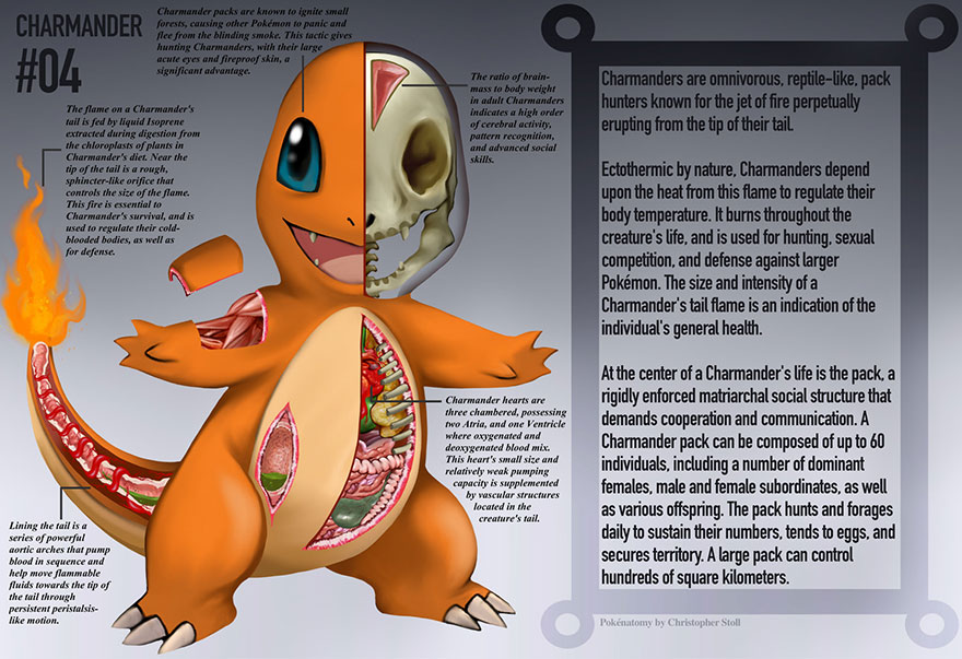 pokemon-anatomy-pokenatomy-christopher-stoll-2