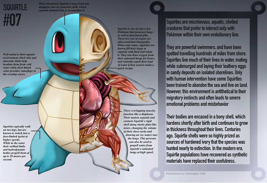 pokemon-anatomy-pokenatomy-christopher-stoll-7