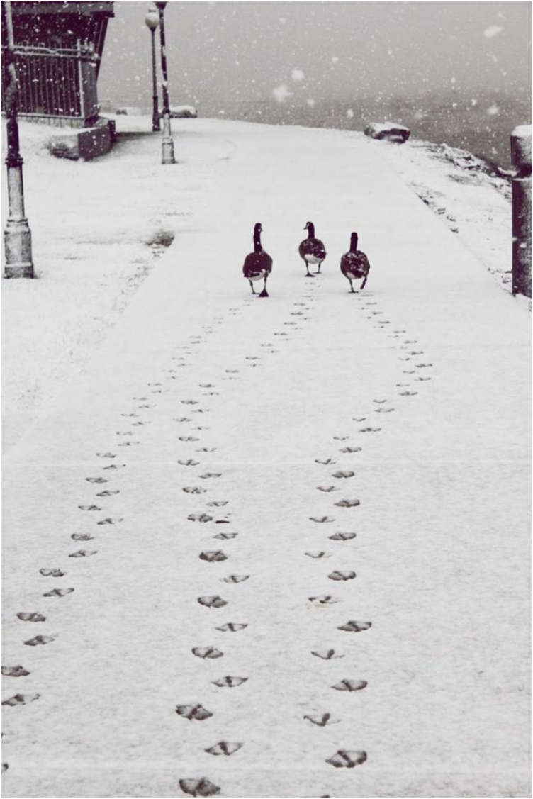 1478978084_1-foto-20