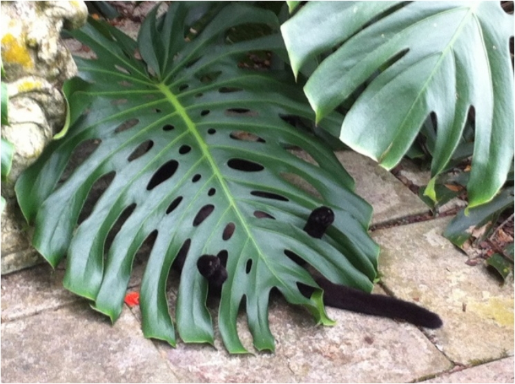 17883015-_sleeping-cats-75-57cec5372457e__605-1475773906-650-4aa81a4aa3-1475842446