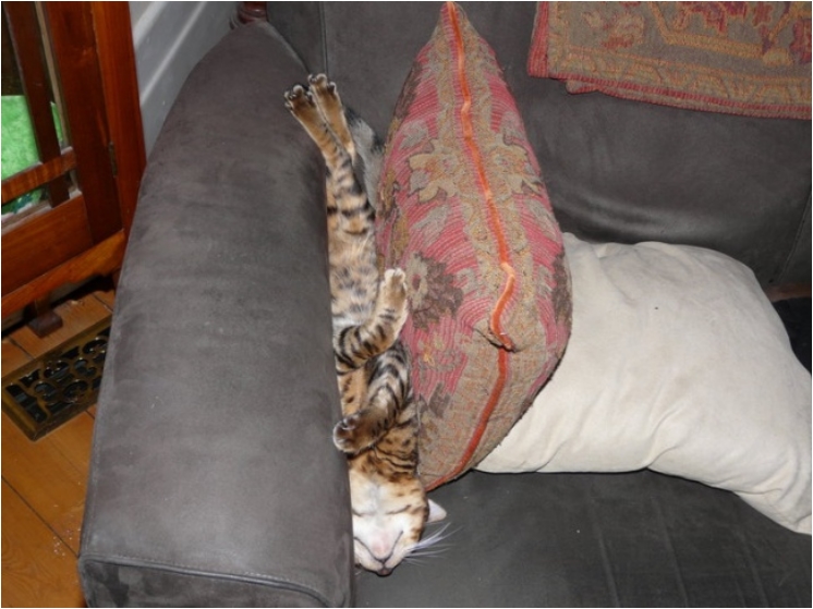 17883165-2qc2k-1475773354-650-aa454edea9-1475842446