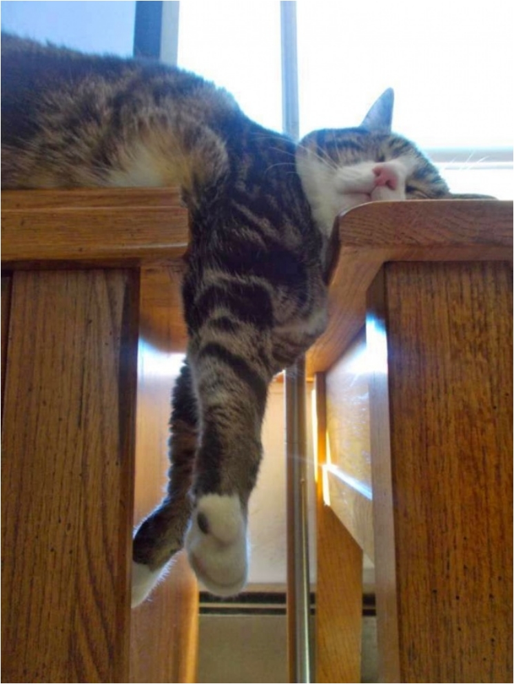 17883415-cd7f694634d6d07da30719498f2ef1f6-1475771524-650-4940f03fdb-1475842446