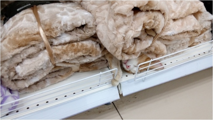 17883665-1425408876_1798448449-1475771206-650-0c56f6e699-1475842446