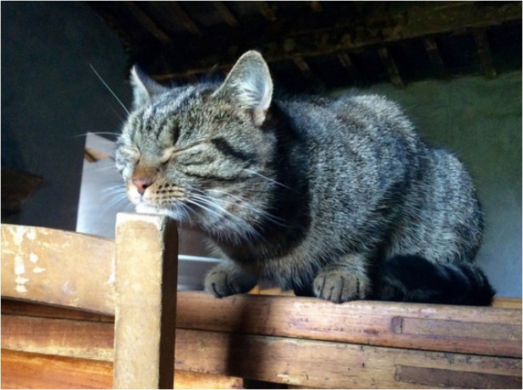 17883715-1457282417132376606-1475773232-650-68e7a356c4-1475842446