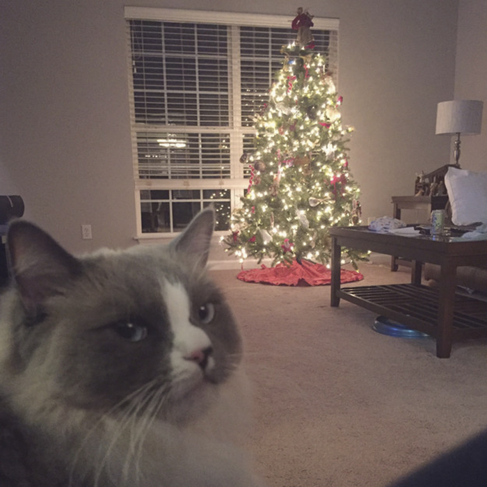 animals-do-not-like-christmas-584fff90dd0bb__700