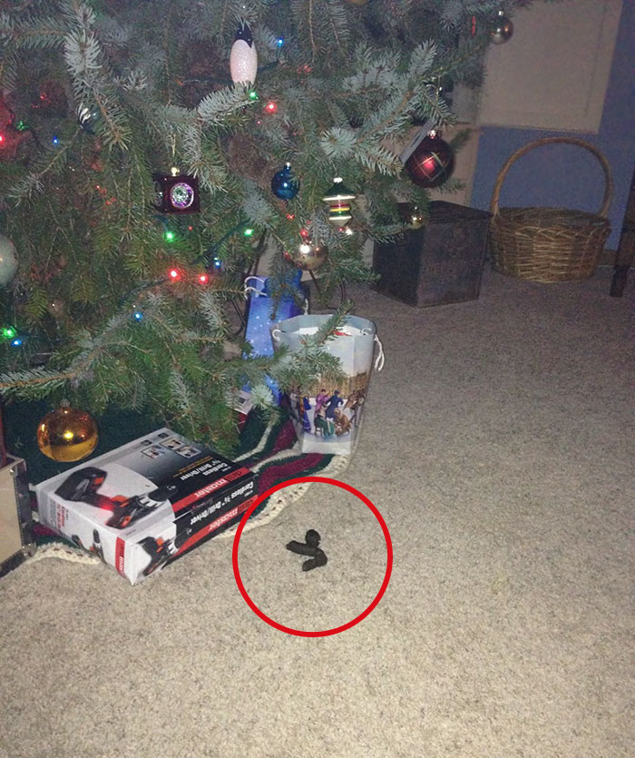 animals-do-not-like-christmas-109-585297093bd6c__700