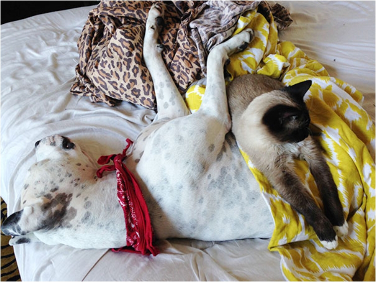 cute-cats-sleeping-on-dogs-12__605