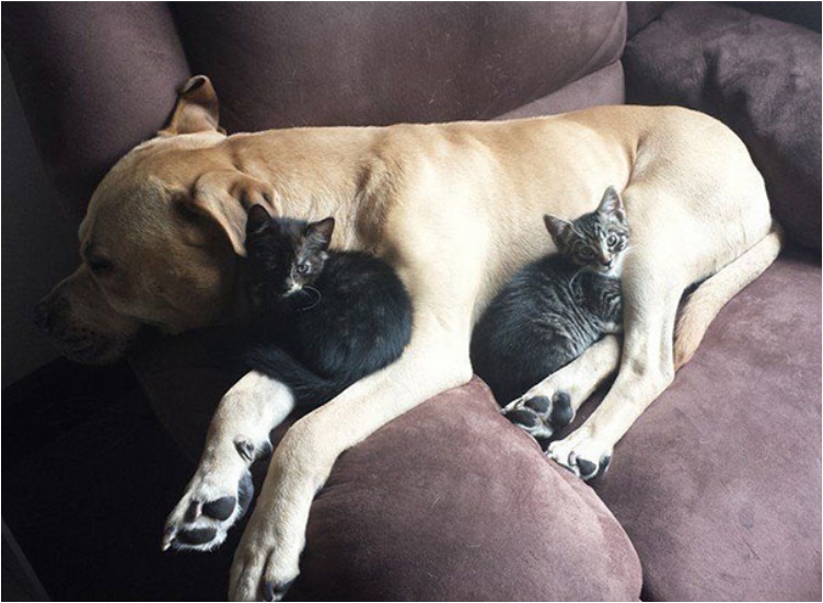 cute-cats-sleeping-on-dogs-13__605