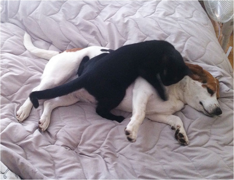 cute-cats-sleeping-on-dogs-14__605