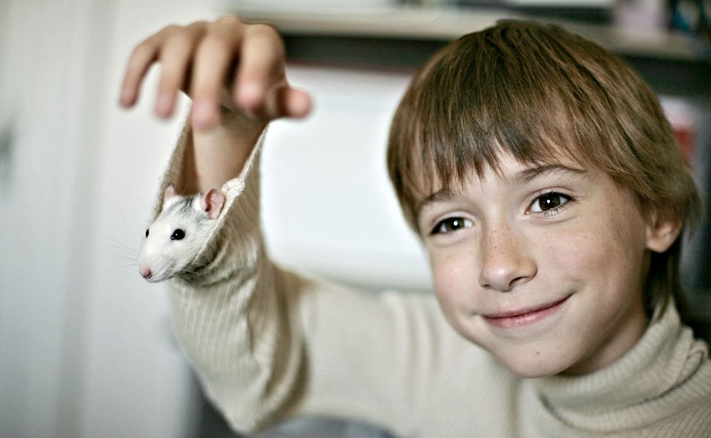 Kid With His Pet Rat In Shirt Sleeve