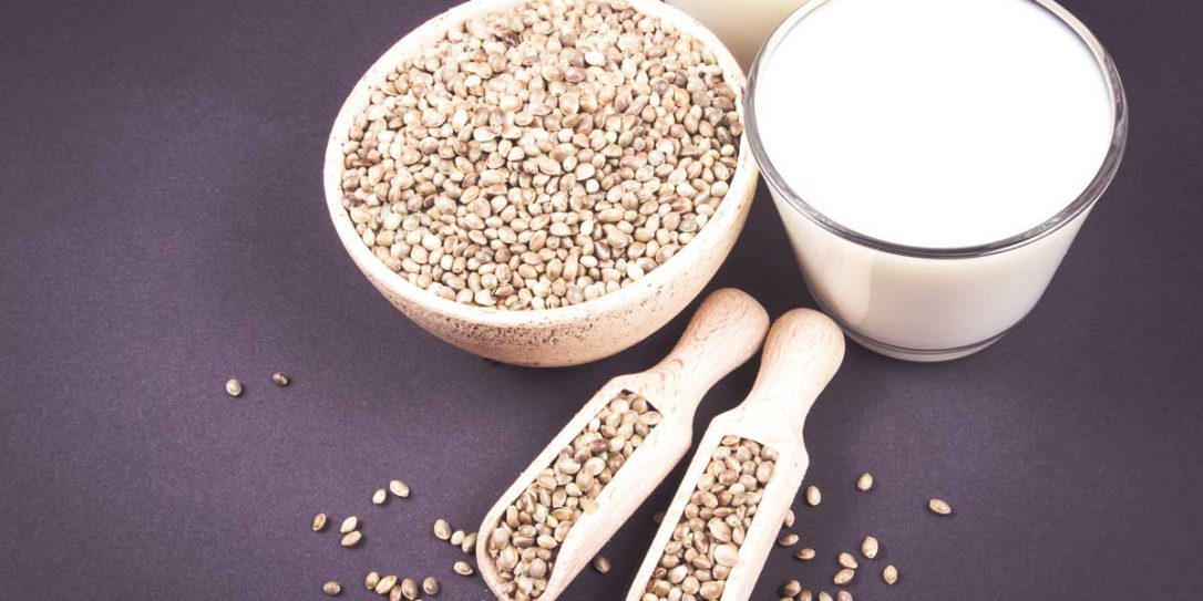 Hemp Milk Health Benefits and How to Prepare It