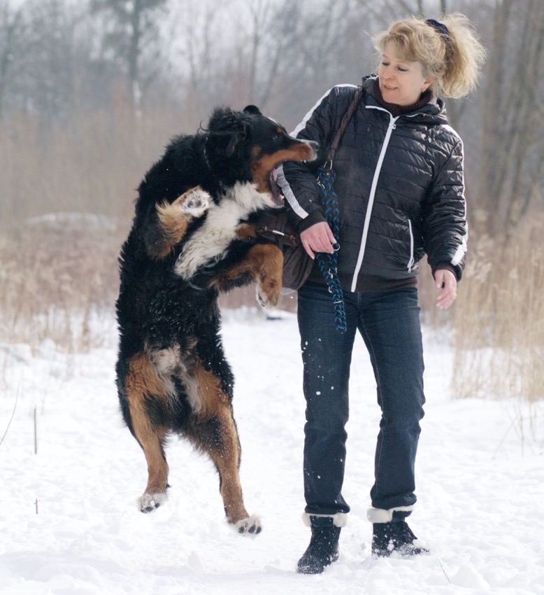 What Happens If A Dog Bites Someone In Your House