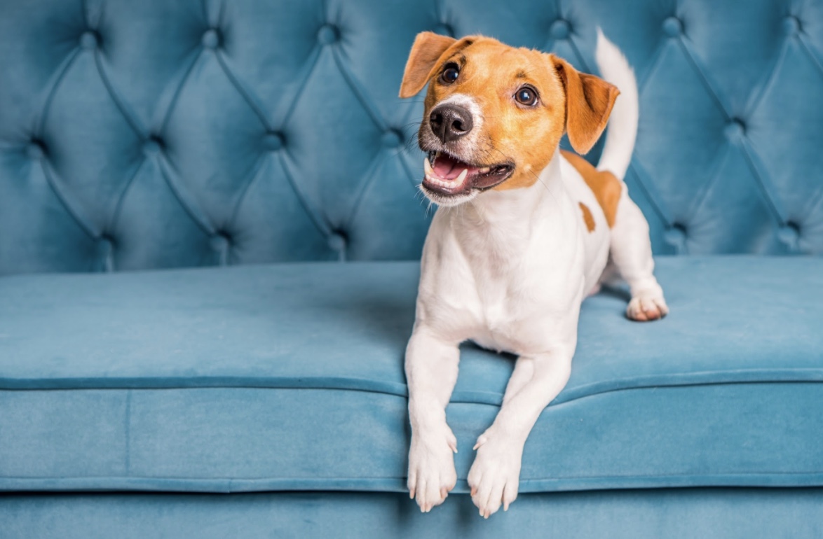 Could CBD Be Beneficial To Dogs?