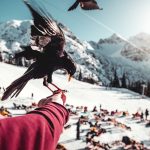 short-beaked black bird perched on left human hand