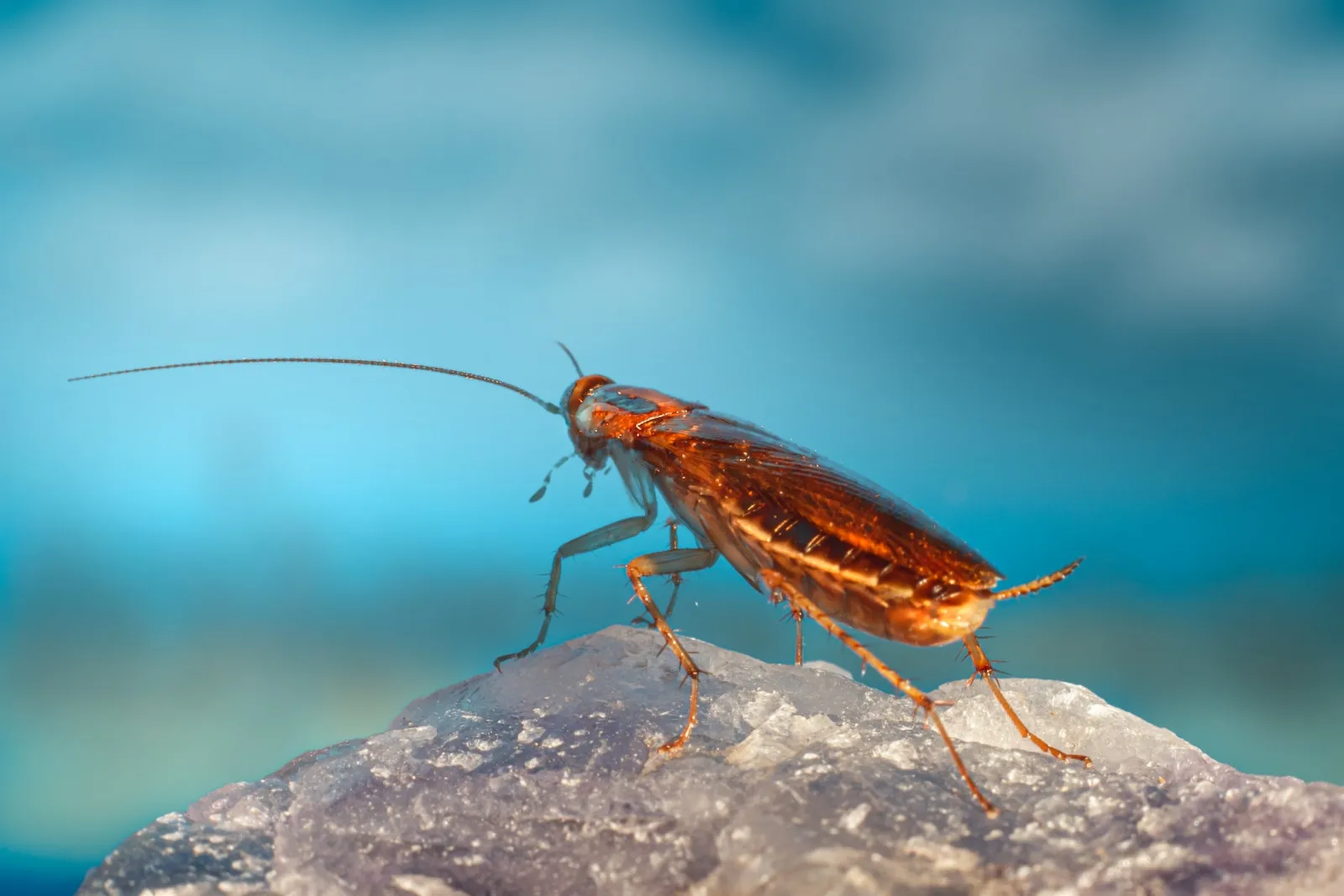 Why is a Cockroach Called a Cockroach: Origins of the Common Insect’s Name