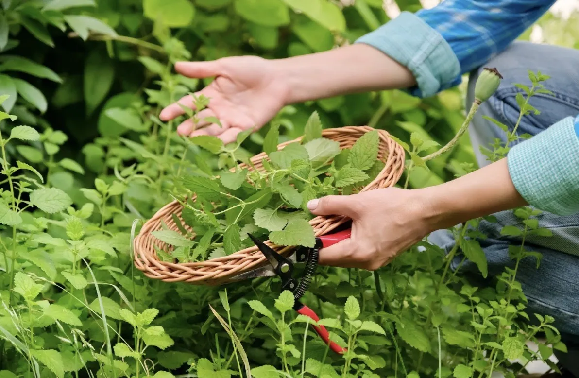 Can I Make Lemon Essential Oil from Lemon Balm?