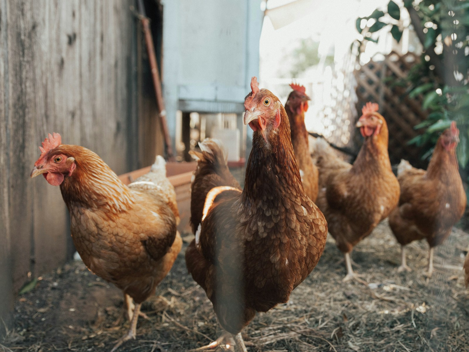 Essential Tips for Monitoring Flocks and Identifying Avian Influenza