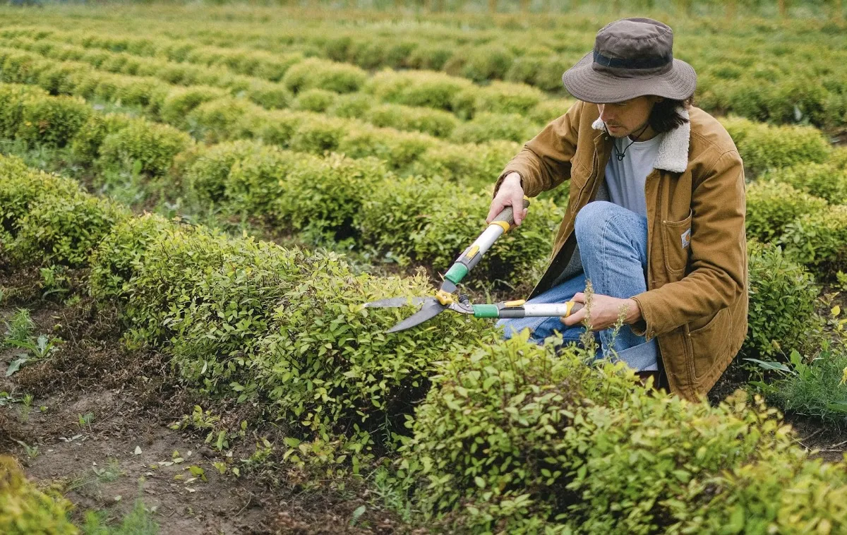 The Ultimate Guide to Proper Garden Maintenance