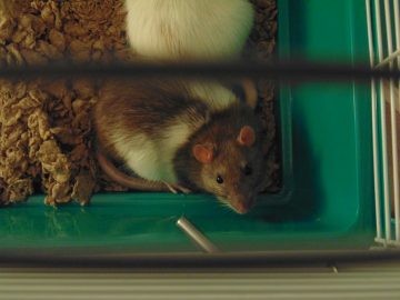 rat in cage