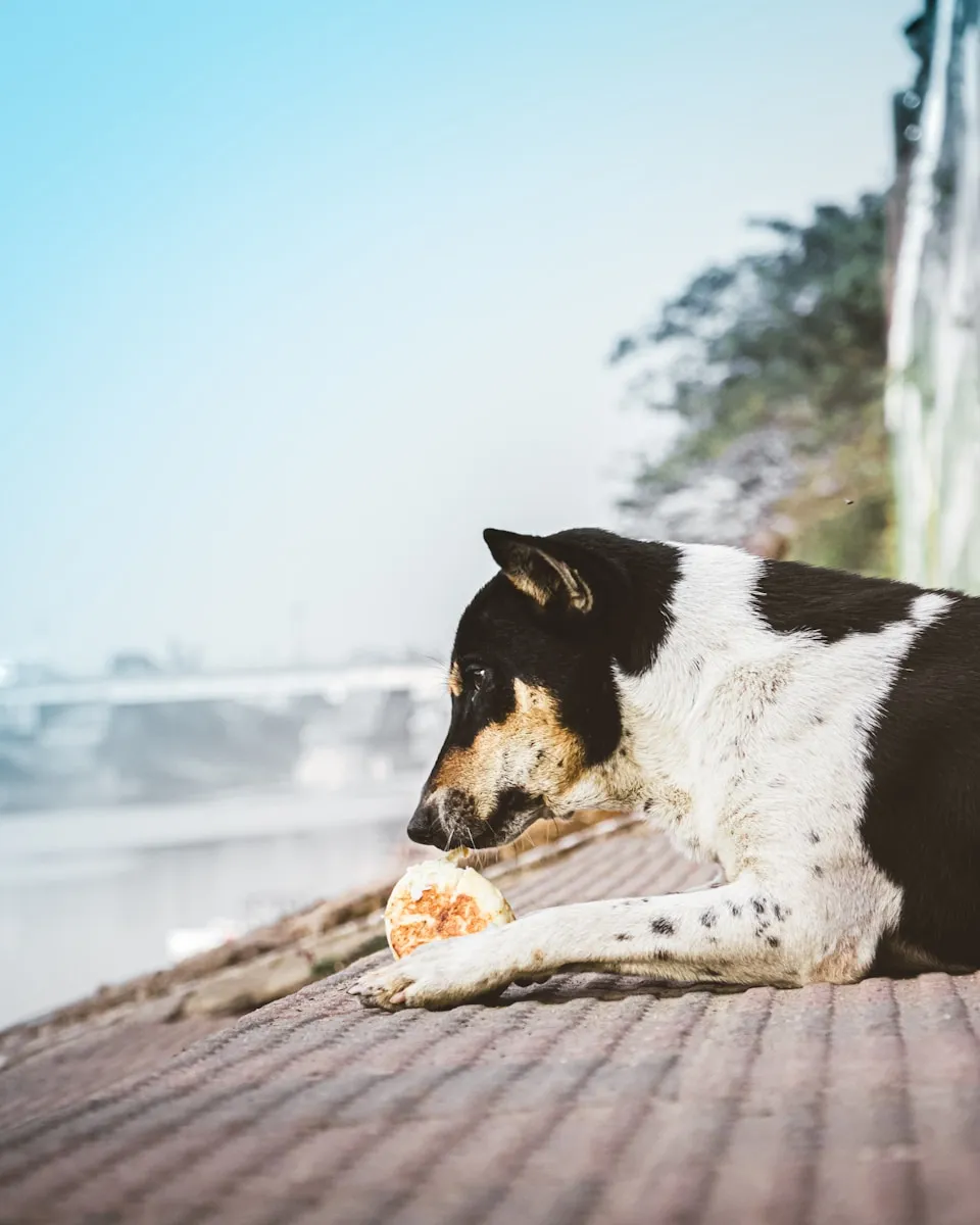 10 Nutritious Foods Your Dog Will Love