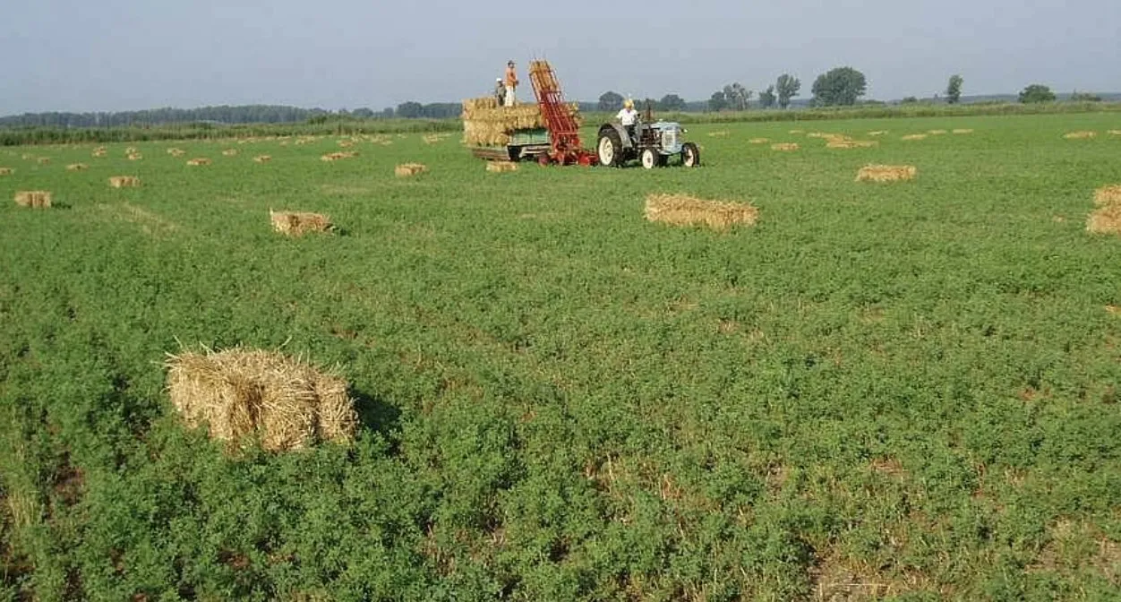 Common Myths About Alfalfa Hay Debunked
