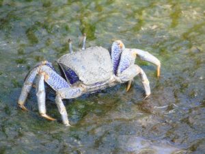 Do Crabs Have Eyebrows? The Surprising Truth About These Weird Creatures