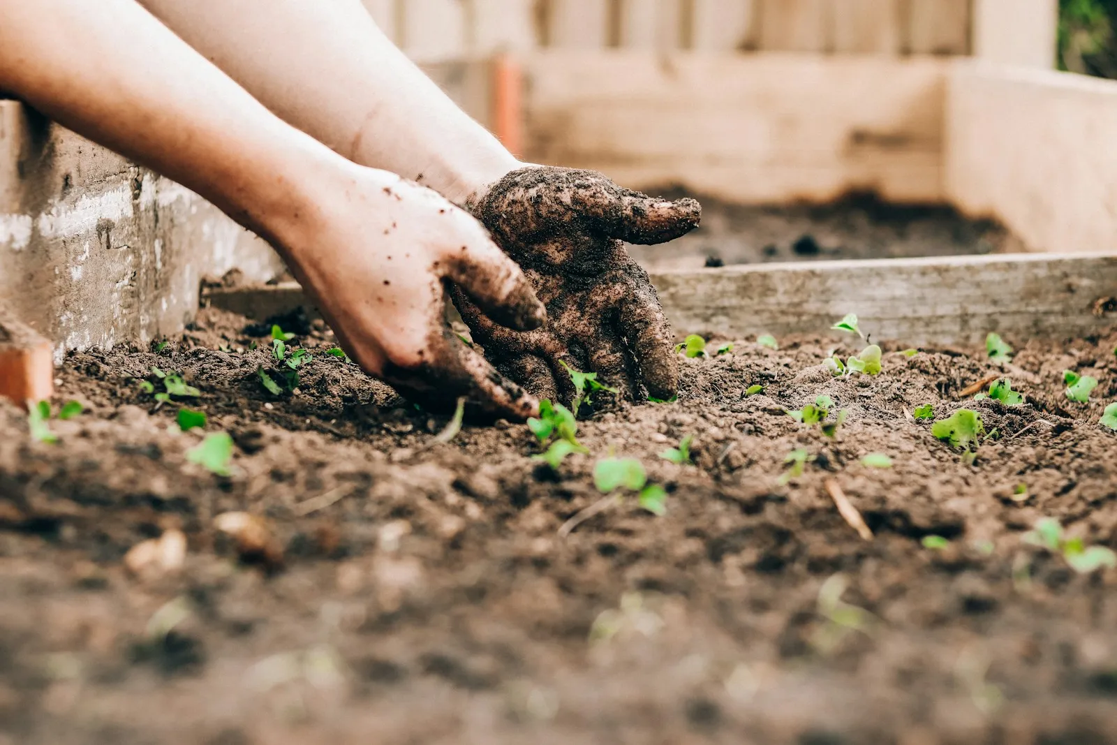 Spring Gardening Hacks for Families on a Budget