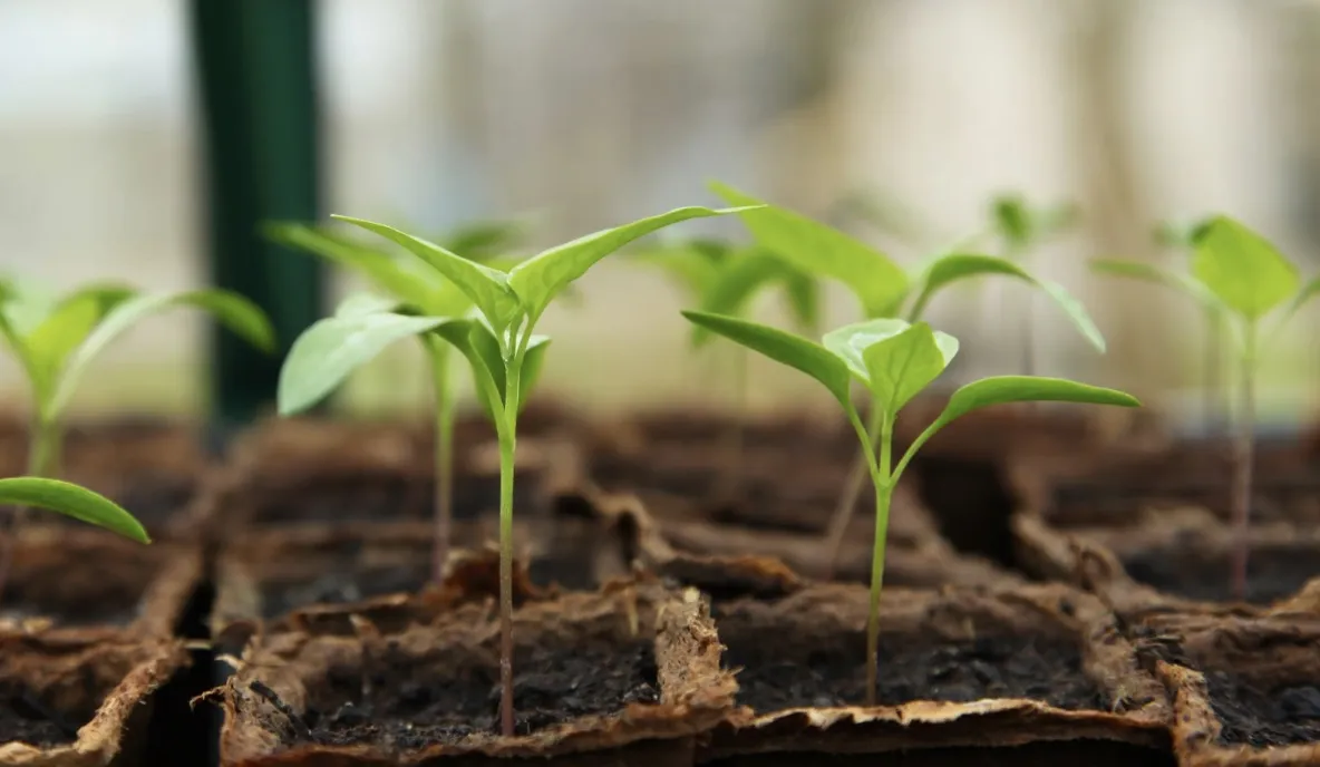 The Benefits of Commercial Greenhouse Farming
