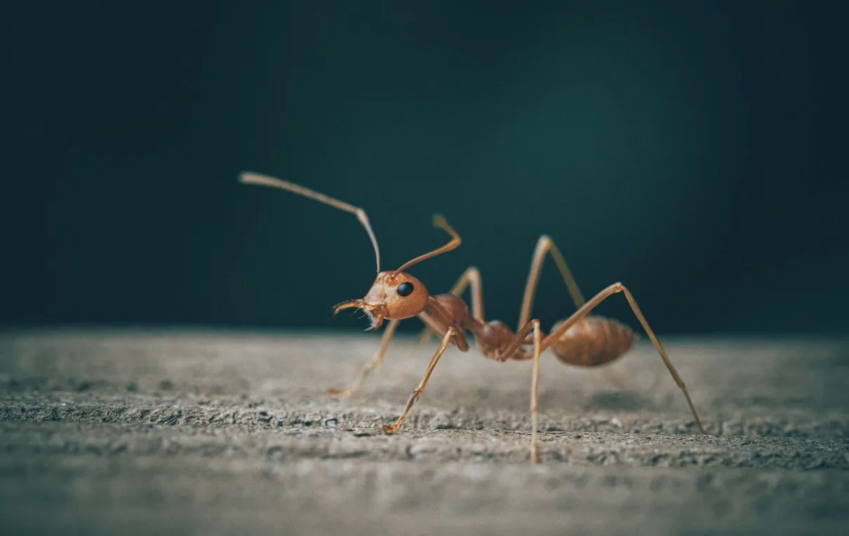 Should You Be Worried About the Bugs in Your Basement?