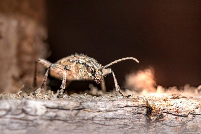 brown and black insect on brown wood