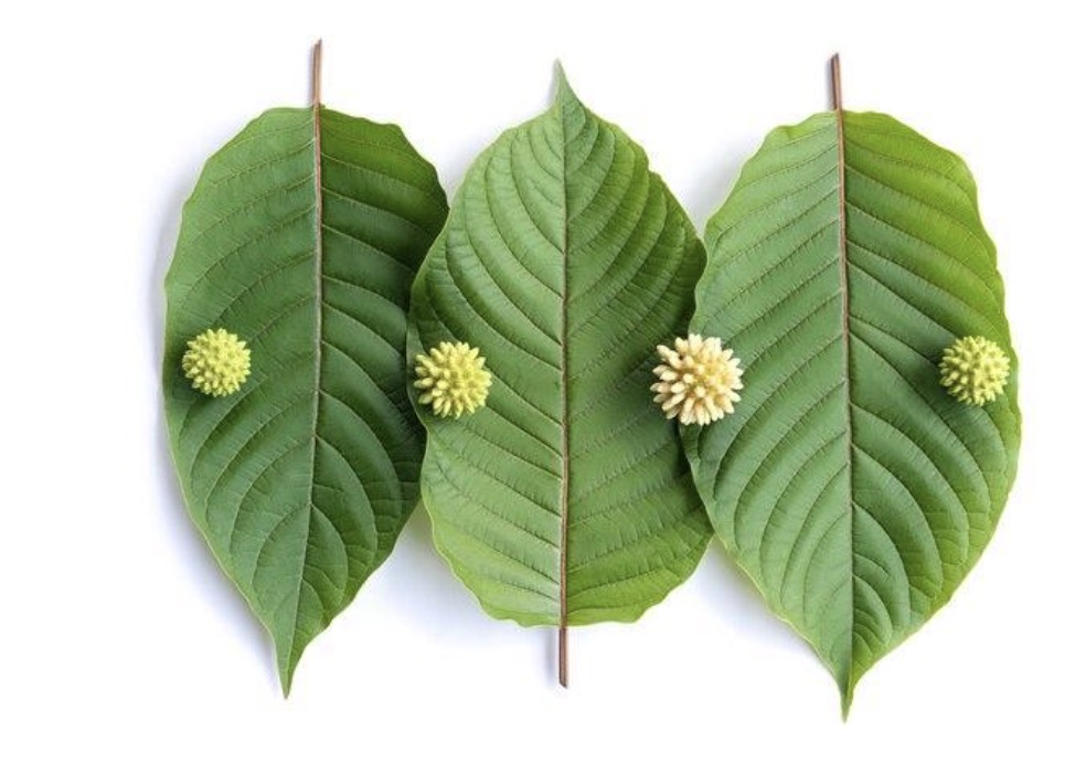 Kratom for Sports Recovery: Where to Find Kratom Near Me