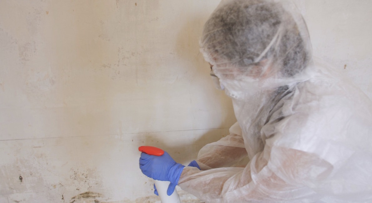 Sneaky Spores: How Mold Hides in Plain Sight