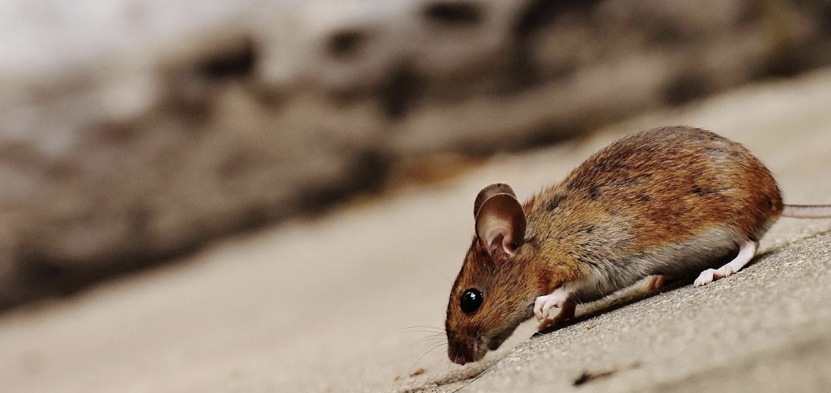 How to Keep Your Living Spaces Safe from Unwanted Pests